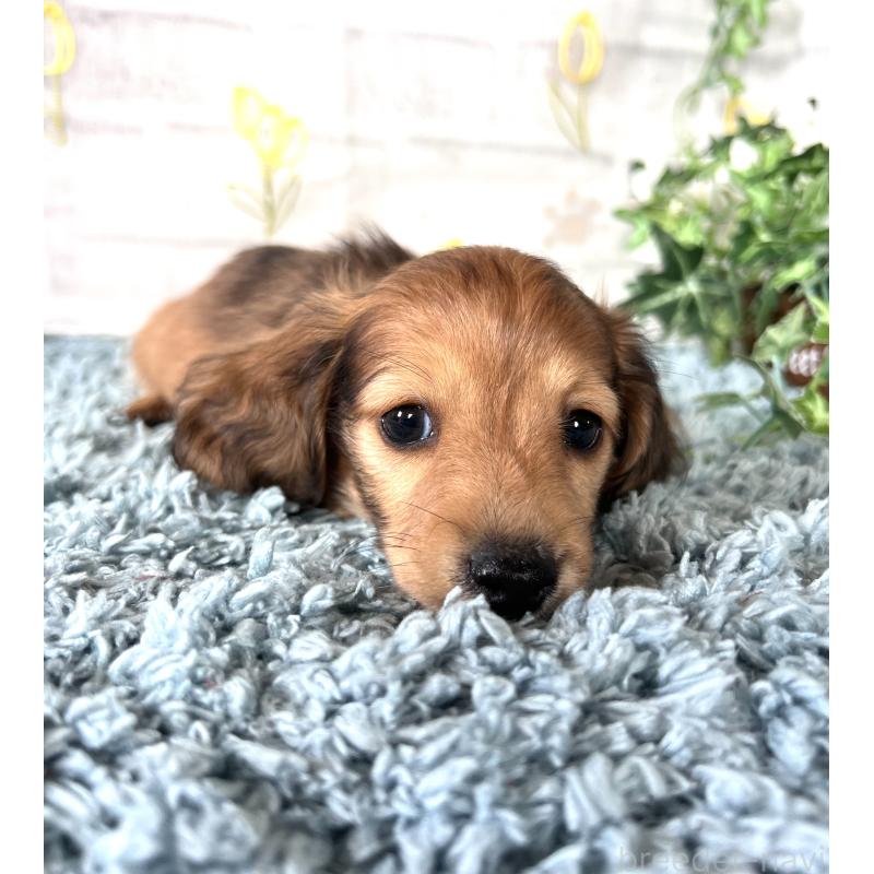 販売中の埼玉県のミニチュアダックスフンド(ロングヘアード)-449728の7枚目