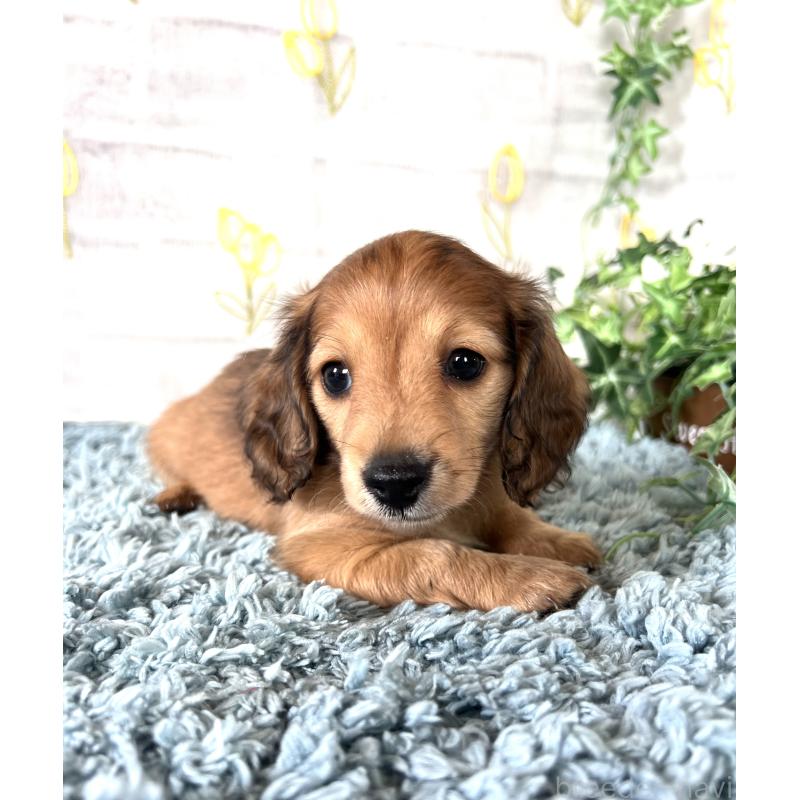 販売中の埼玉県のミニチュアダックスフンド(ロングヘアード)-449728の5枚目