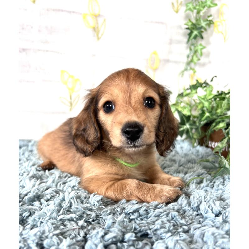 販売中の埼玉県のミニチュアダックスフンド(ロングヘアード)-449728の4枚目