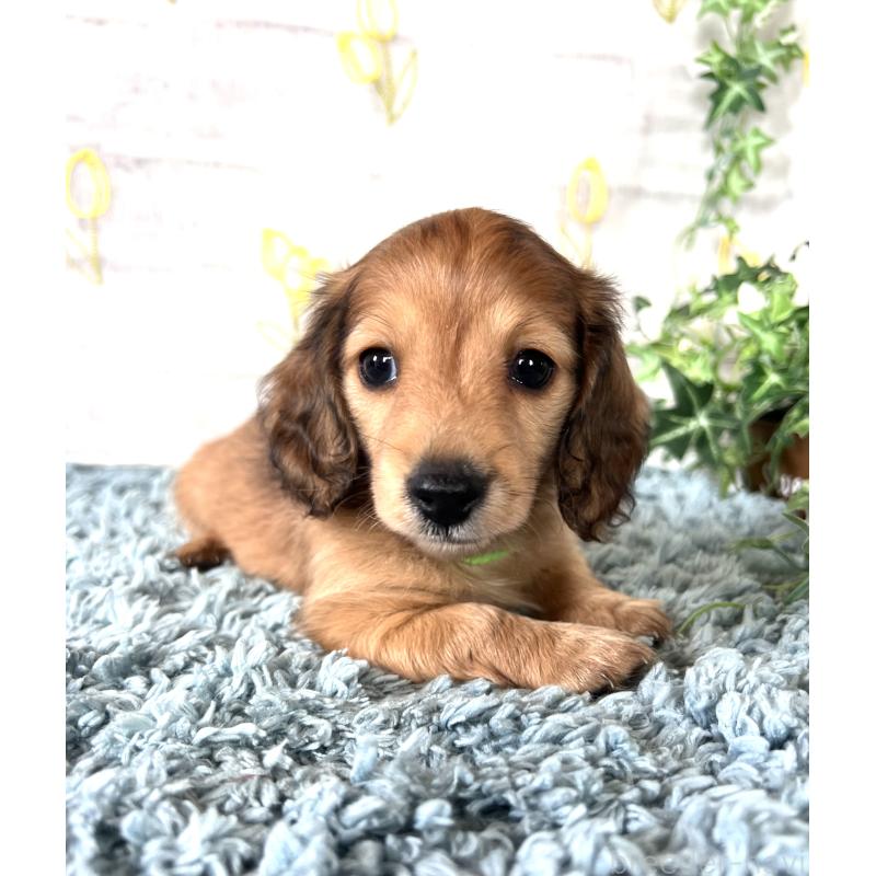 販売中の埼玉県のミニチュアダックスフンド(ロングヘアード)-449728の3枚目