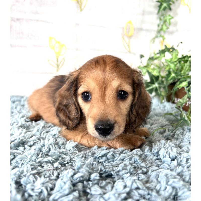 販売中の埼玉県のミニチュアダックスフンド(ロングヘアード)-449728の2枚目