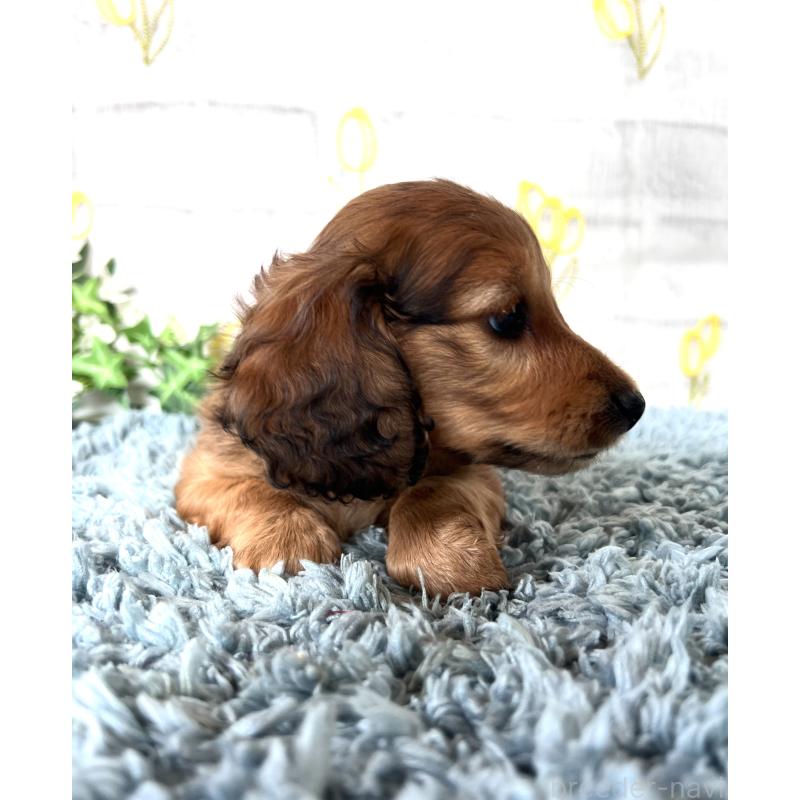 販売中の埼玉県のミニチュアダックスフンド(ロングヘアード)-449731の14枚目