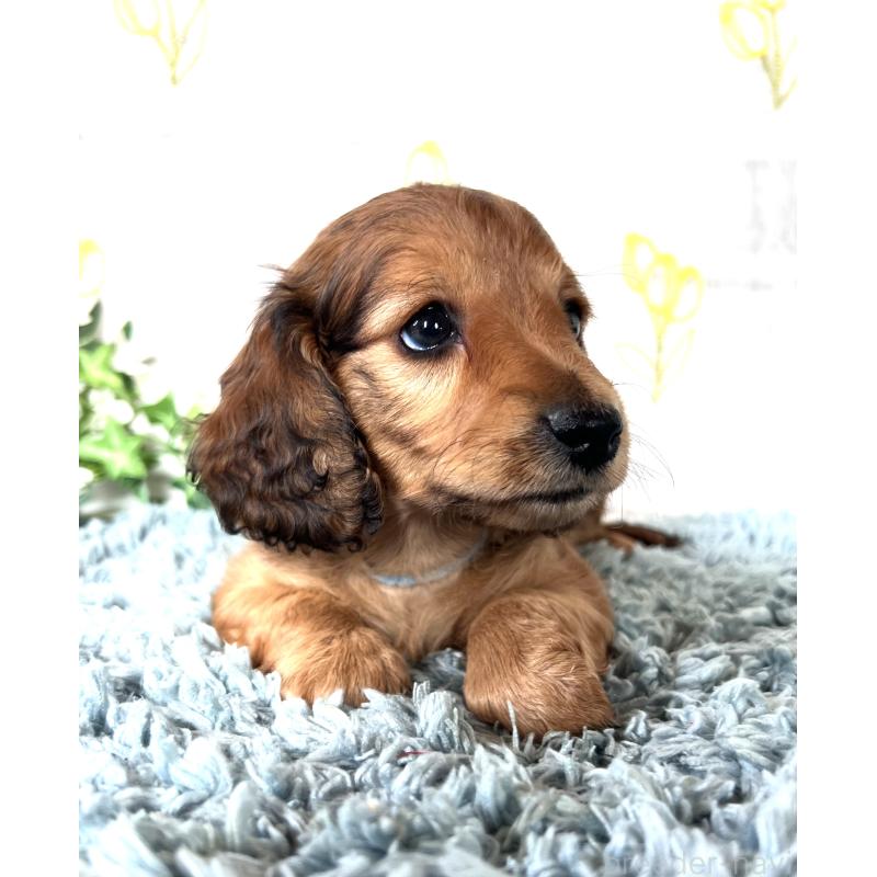 販売中の埼玉県のミニチュアダックスフンド(ロングヘアード)-449731の13枚目