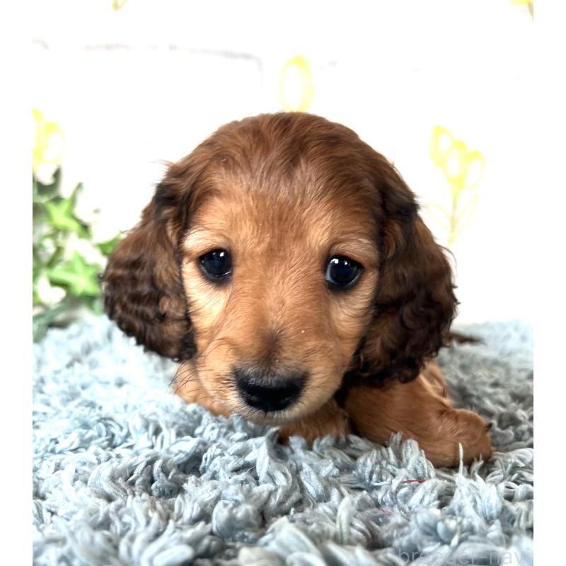 販売中の埼玉県のミニチュアダックスフンド(ロングヘアード)-449731の12枚目