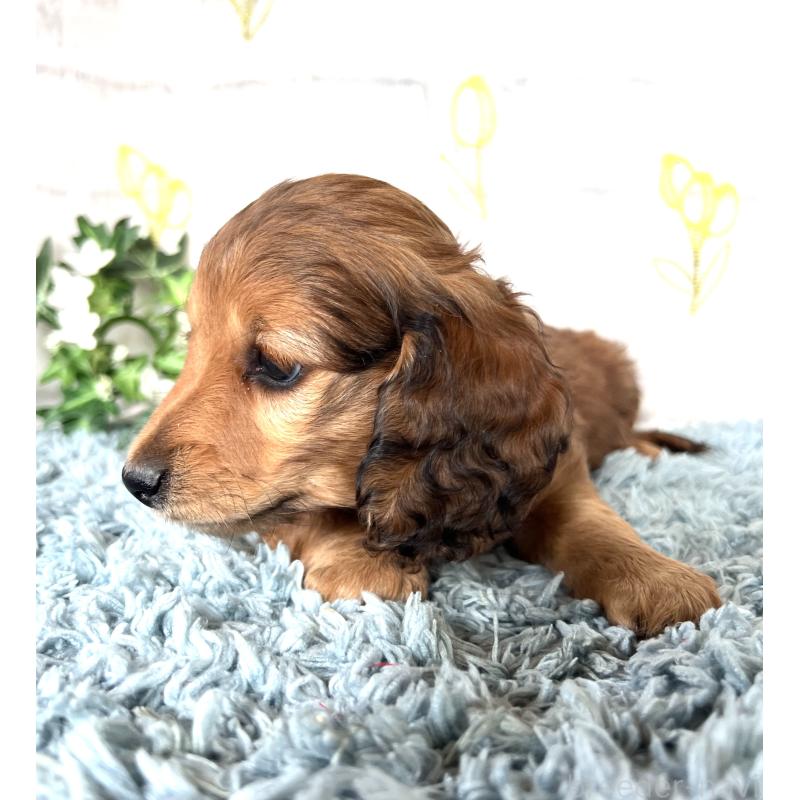 販売中の埼玉県のミニチュアダックスフンド(ロングヘアード)-449731の11枚目