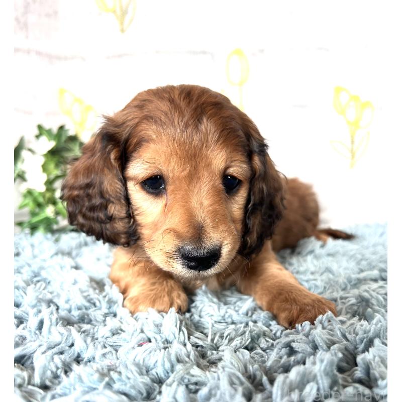 販売中の埼玉県のミニチュアダックスフンド(ロングヘアード)-449731の10枚目