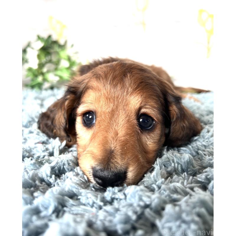 販売中の埼玉県のミニチュアダックスフンド(ロングヘアード)-449731の9枚目