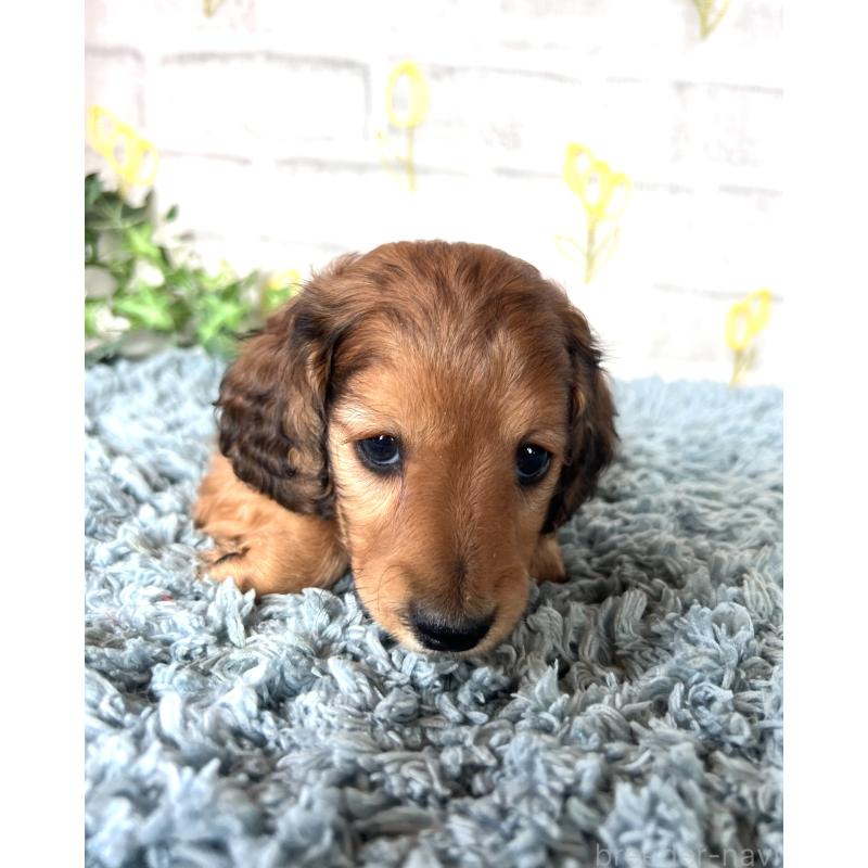 販売中の埼玉県のミニチュアダックスフンド(ロングヘアード)-449731の8枚目