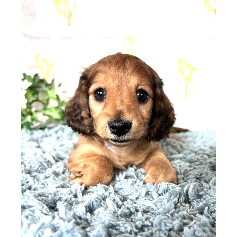 販売中の埼玉県のミニチュアダックスフンド(ロングヘアード)-449731の7枚目