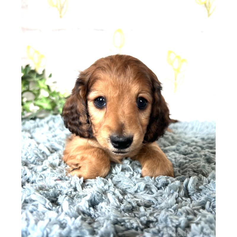 販売中の埼玉県のミニチュアダックスフンド(ロングヘアード)-449731の6枚目