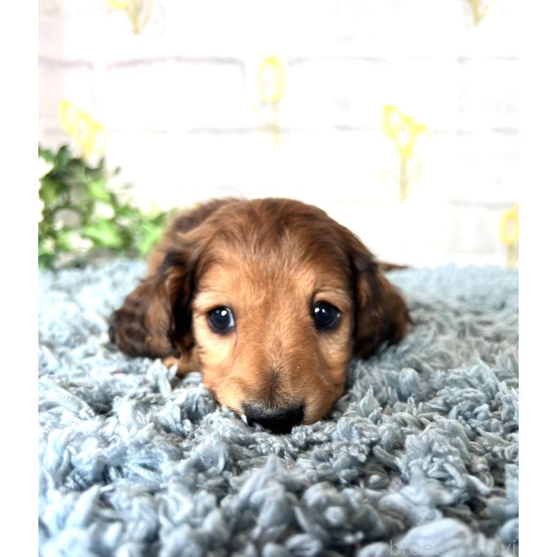 販売中の埼玉県のミニチュアダックスフンド(ロングヘアード)-449731の5枚目