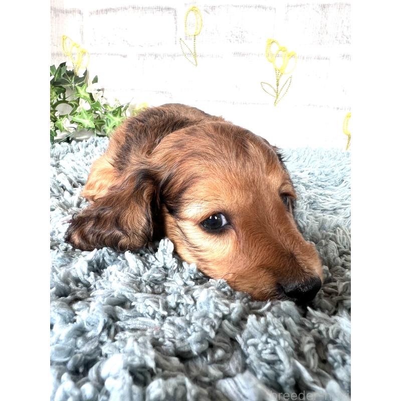 販売中の埼玉県のミニチュアダックスフンド(ロングヘアード)-449731の4枚目