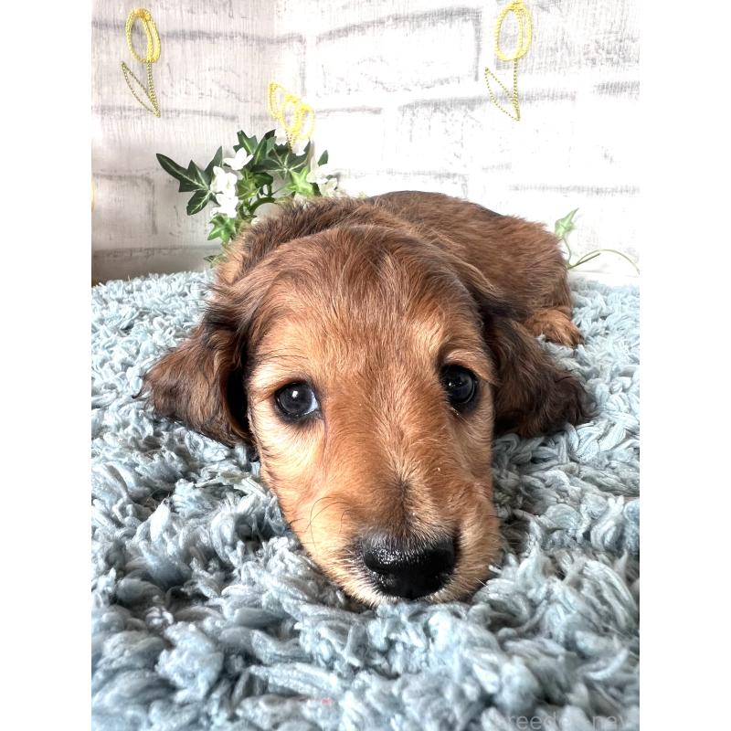 販売中の埼玉県のミニチュアダックスフンド(ロングヘアード)-449731の3枚目