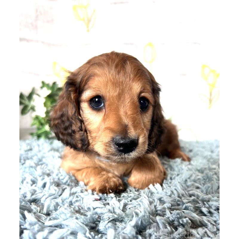 販売中の埼玉県のミニチュアダックスフンド(ロングヘアード)-449731の2枚目