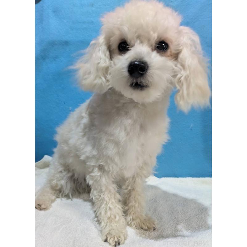 販売中の埼玉県のマルプー:マルチーズ×トイプードル-404585