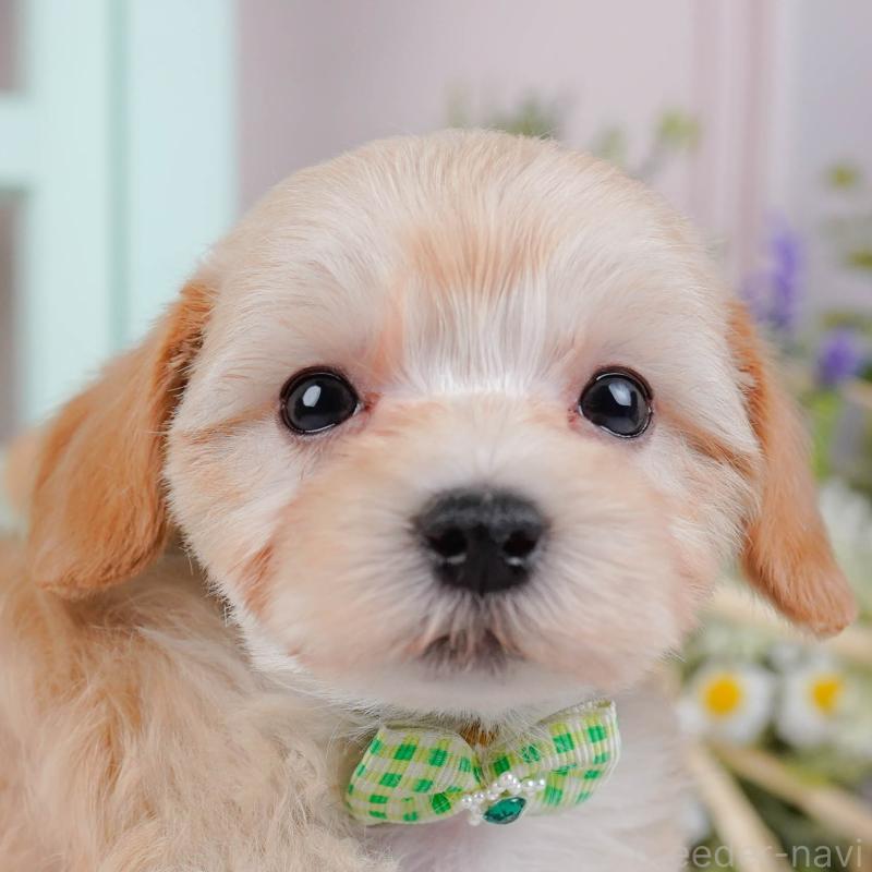 販売中の神奈川県のマルプー:マルチーズ×トイプードル-449734の1枚目