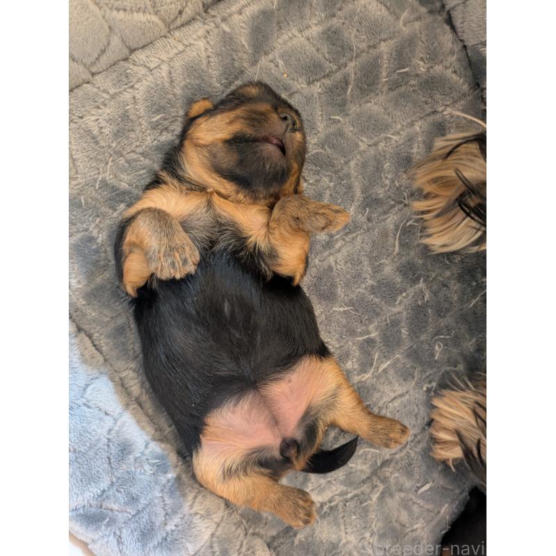 販売中の長野県のヨークシャーテリア-449735の3枚目