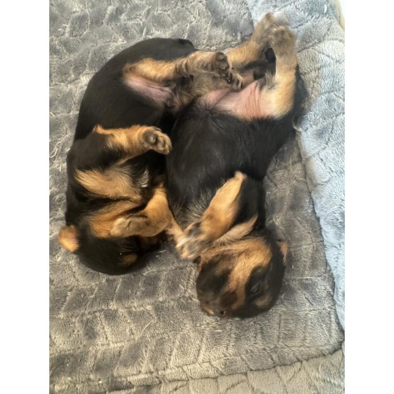 販売中の長野県のヨークシャーテリア-449735の2枚目