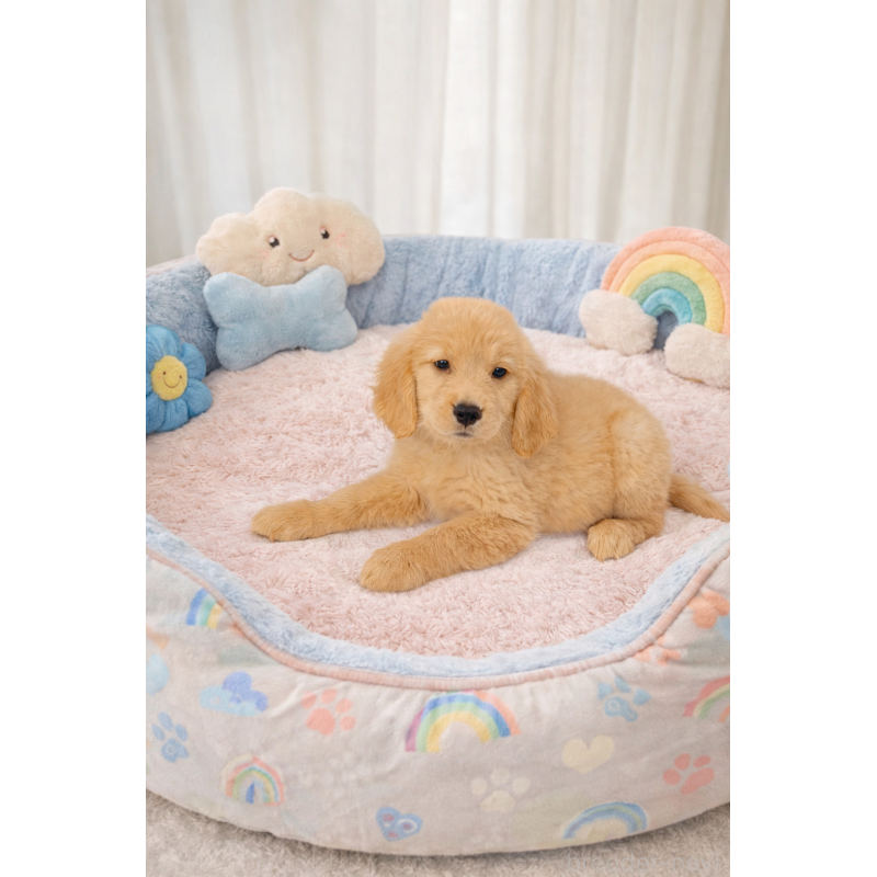 販売中の千葉県のゴールデンレトリーバー-449740の4枚目