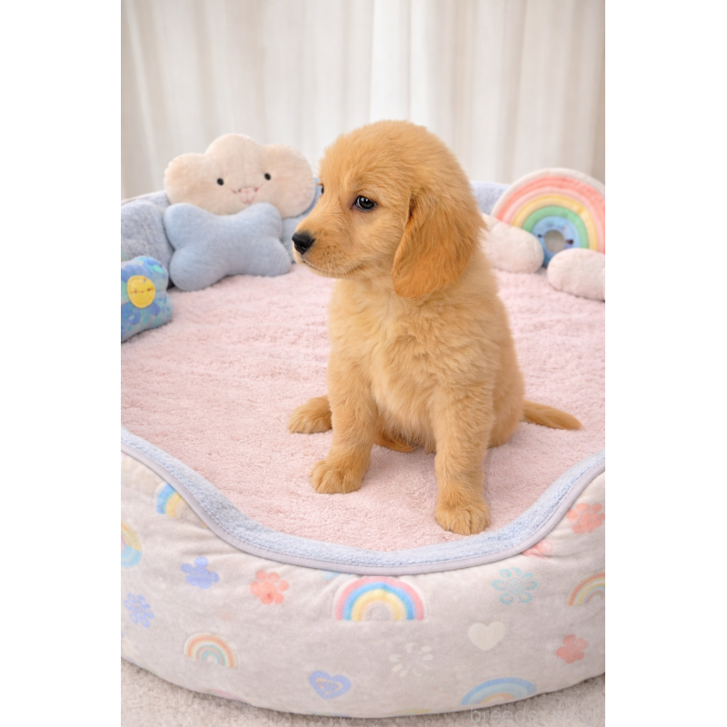 販売中の千葉県のゴールデンレトリーバー-449740の2枚目