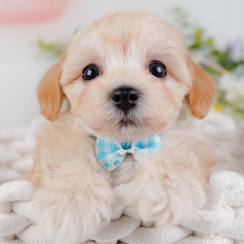 販売中の神奈川県のマルプー:マルチーズ×トイプードル-449739