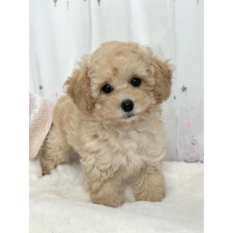 販売中の大阪府のタイニープードル-449738の5枚目