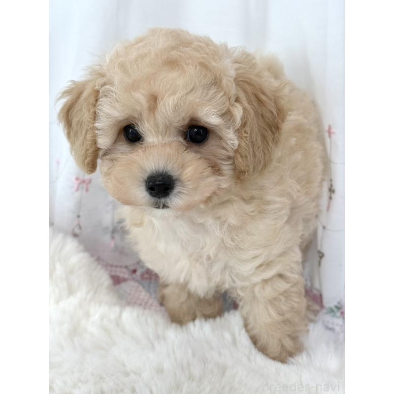 販売中の大阪府のタイニープードル-449738の4枚目