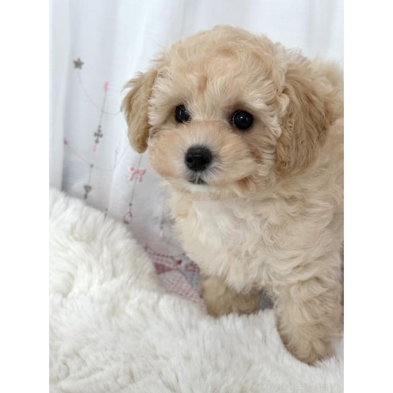 販売中の大阪府のタイニープードル-449738の2枚目