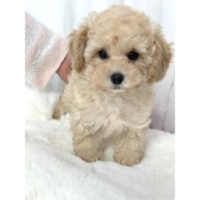 販売中の大阪府のタイニープードル-449738の3枚目