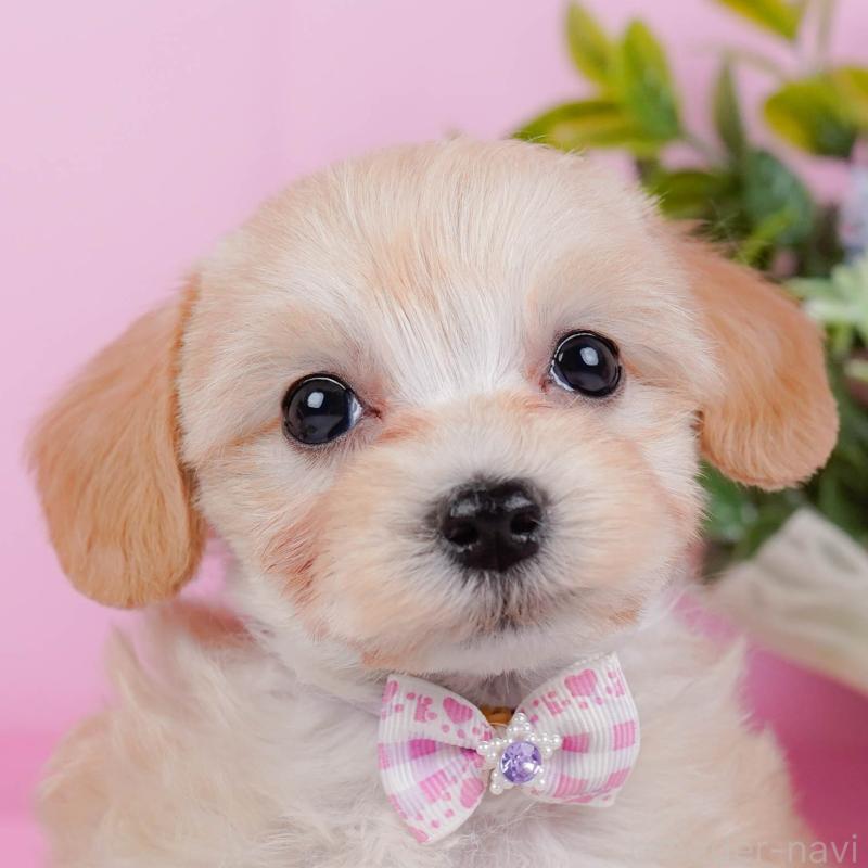 販売中の神奈川県のマルプー:マルチーズ×トイプードル-449741