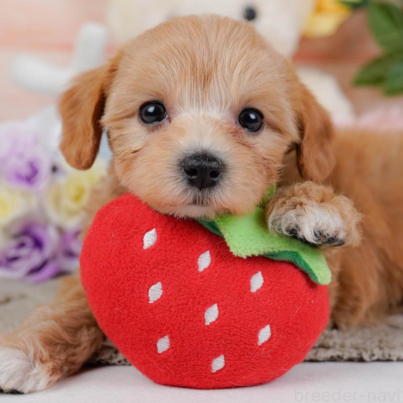 商談中の神奈川県のマルプー:マルチーズ×トイプードル-449742の1枚目