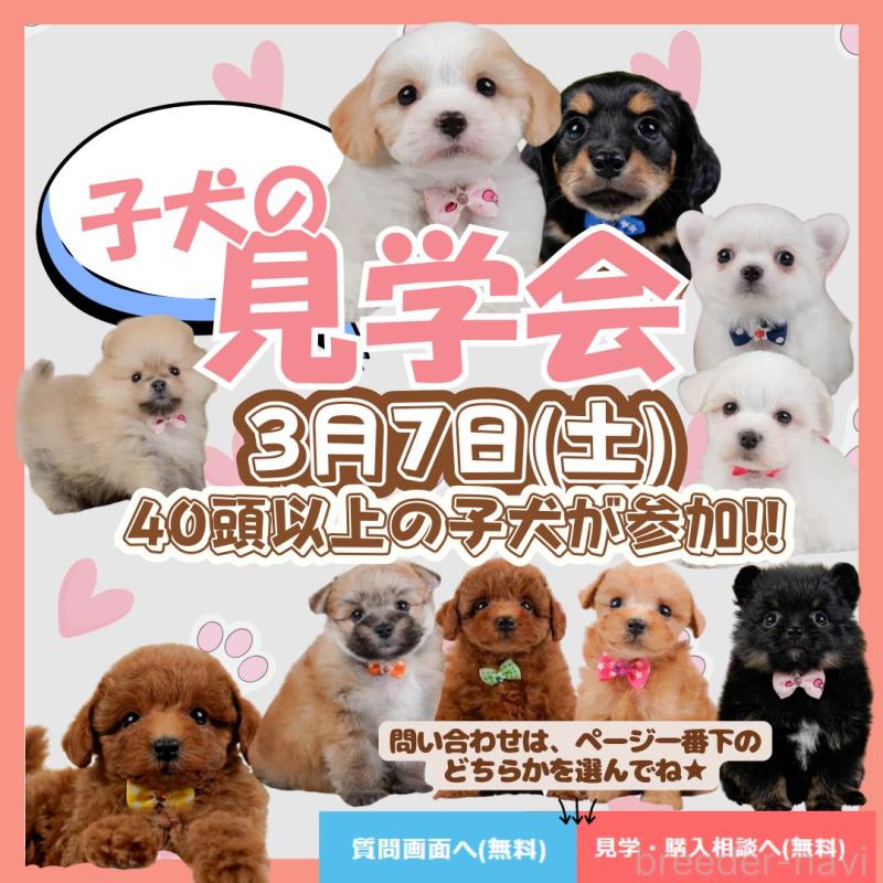 商談中の神奈川県のマルプー:マルチーズ×トイプードル-449742の3枚目