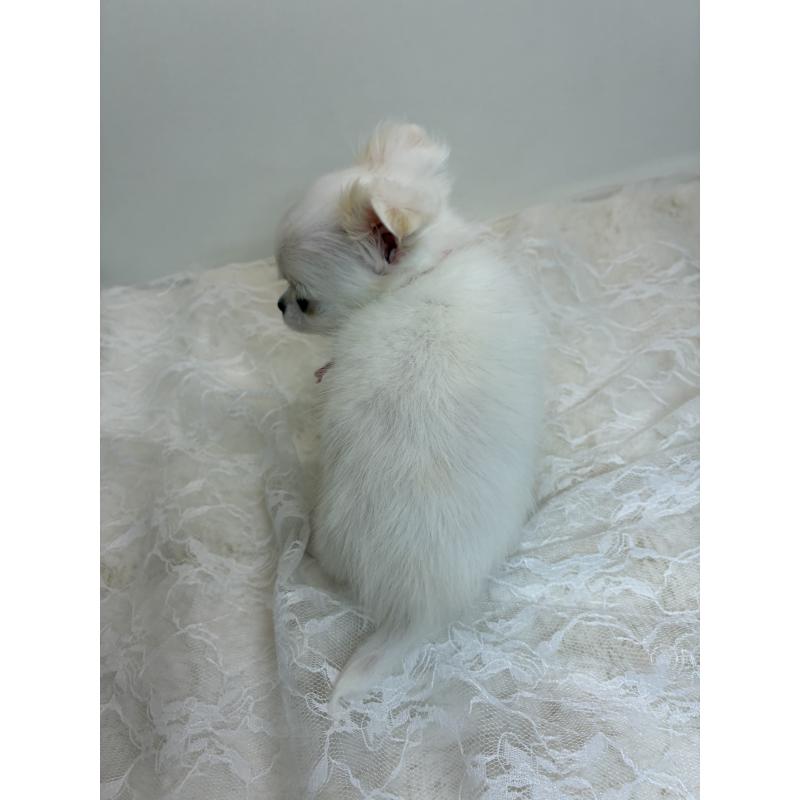 商談中の北海道のチワワ(ロングコート)-449745の10枚目