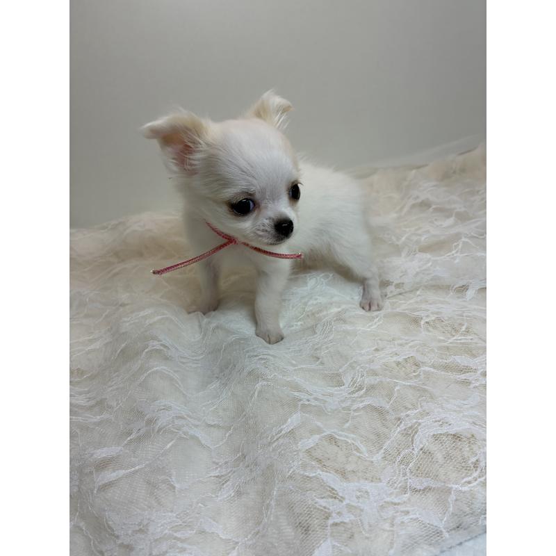 商談中の北海道のチワワ(ロングコート)-449745の9枚目