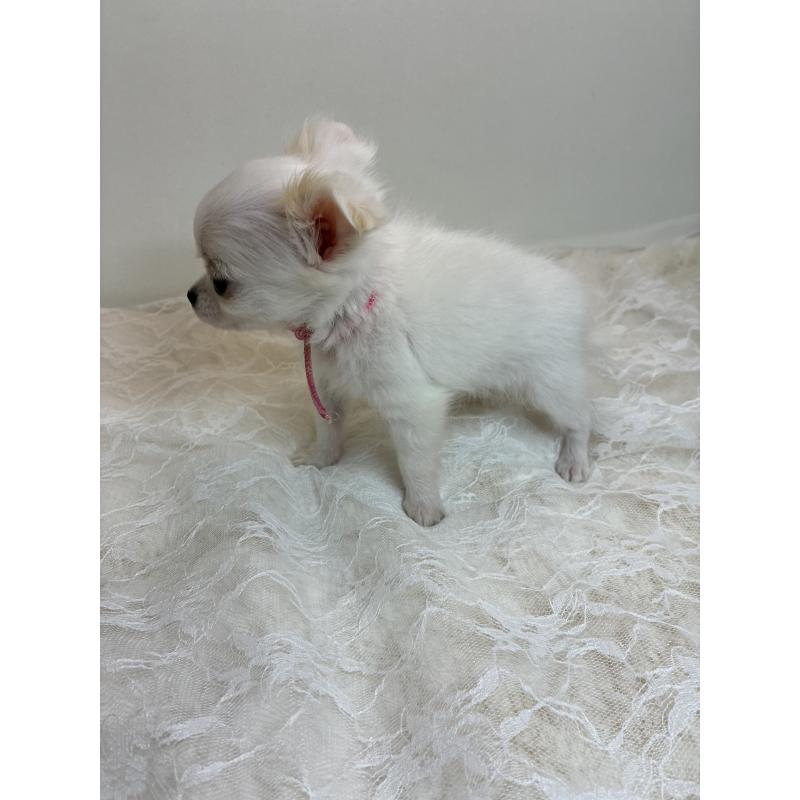 商談中の北海道のチワワ(ロングコート)-449745の8枚目