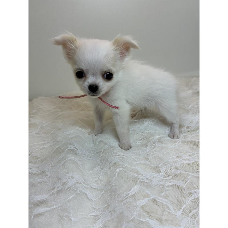 商談中の北海道のチワワ(ロングコート)-449745の7枚目