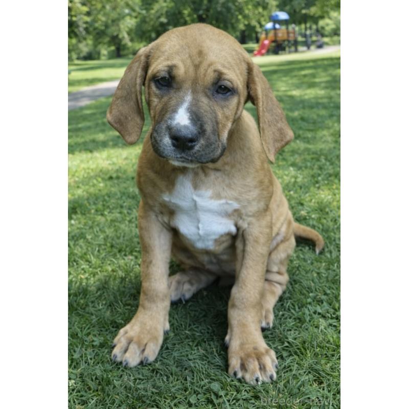 販売中の千葉県の土佐犬-449744の4枚目