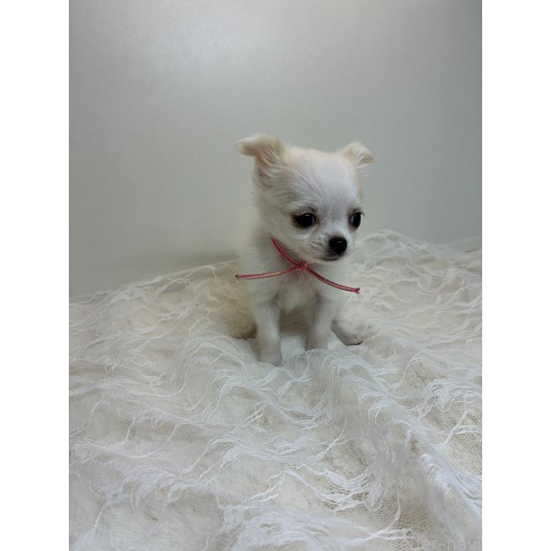 商談中の北海道のチワワ(ロングコート)-449745の4枚目