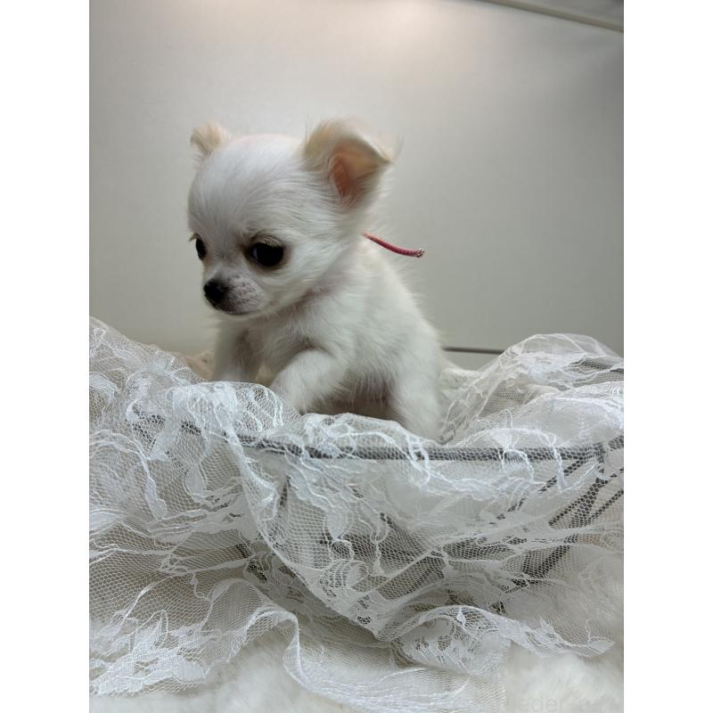 商談中の北海道のチワワ(ロングコート)-449745の3枚目