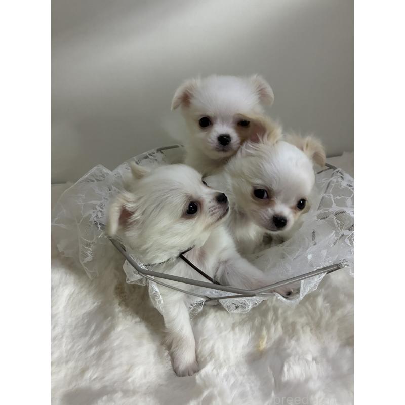 商談中の北海道のチワワ(ロングコート)-449745の2枚目