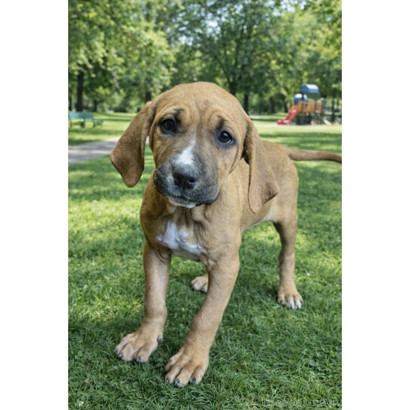 販売中の千葉県の土佐犬-449744の2枚目