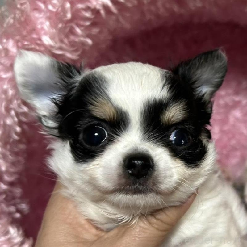 販売中の三重県のチワワ(ロングコート)-449748の10枚目