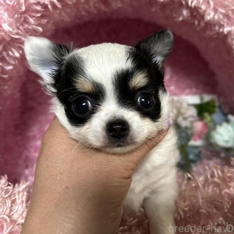 販売中の三重県のチワワ(ロングコート)-449748の9枚目