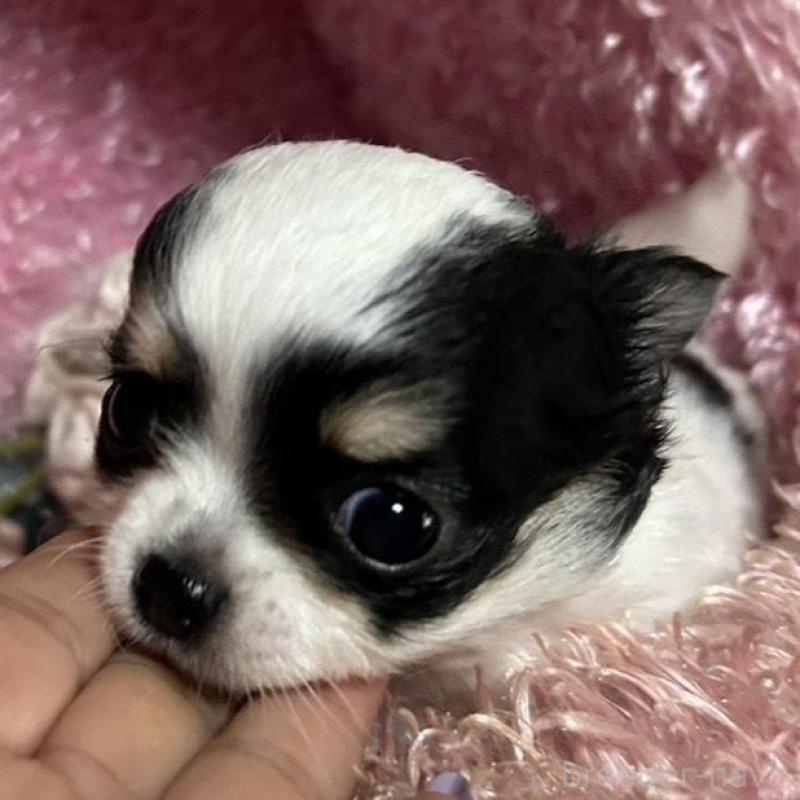 販売中の三重県のチワワ(ロングコート)-449748の8枚目