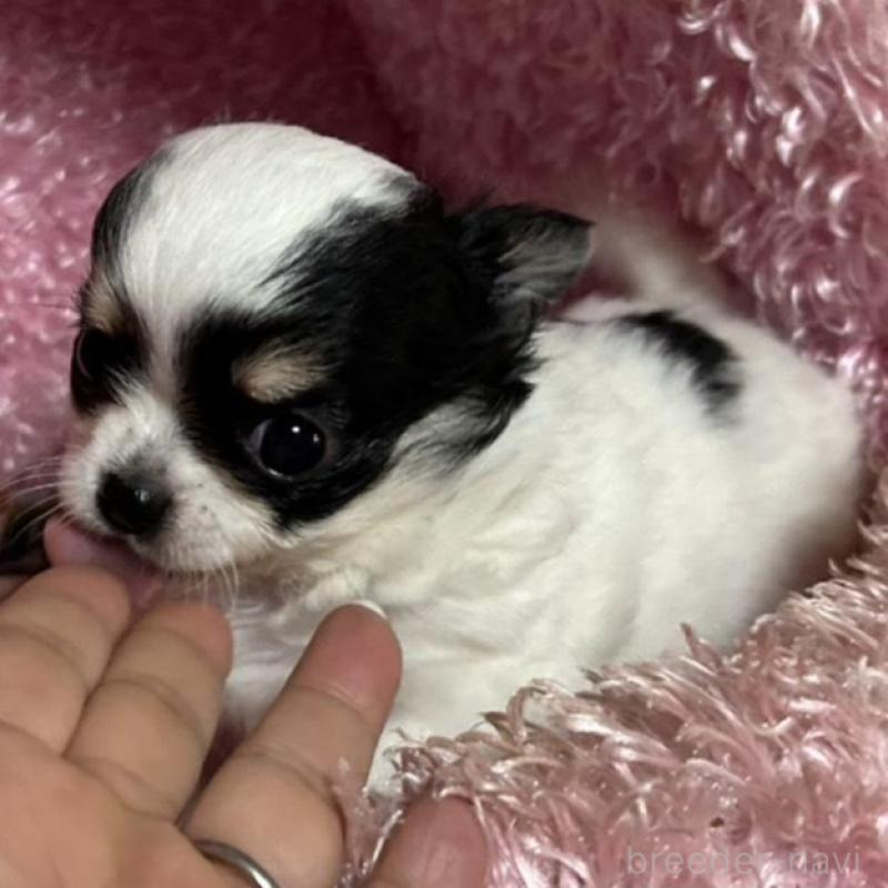 販売中の三重県のチワワ(ロングコート)-449748の7枚目