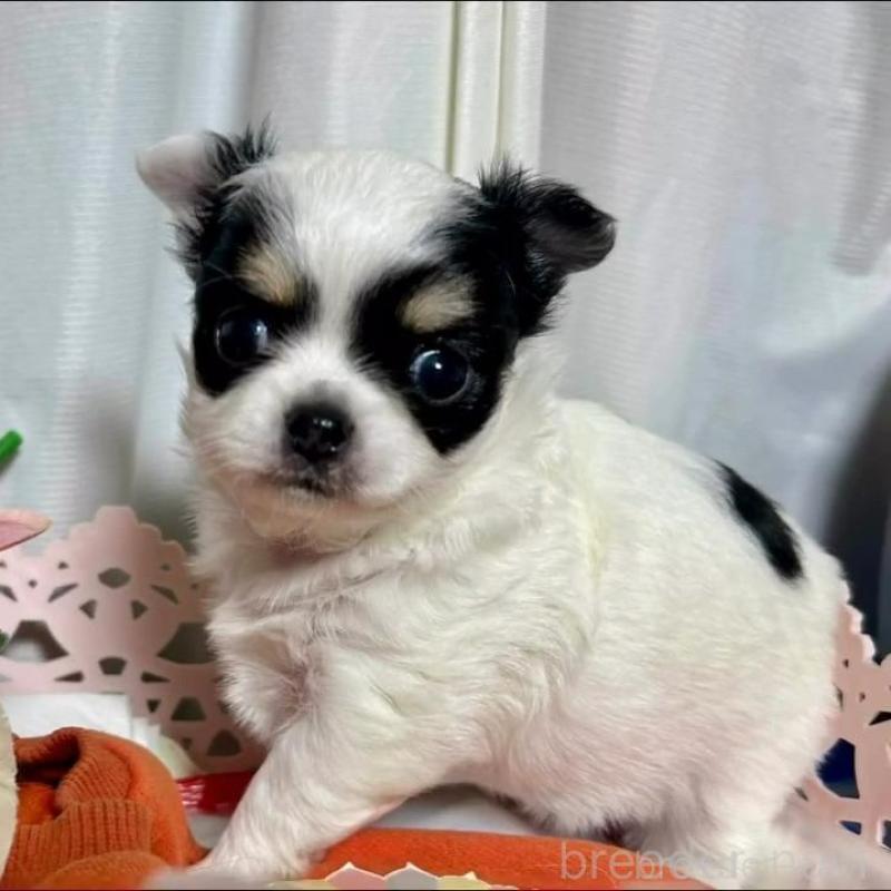 販売中の三重県のチワワ(ロングコート)-449748の6枚目