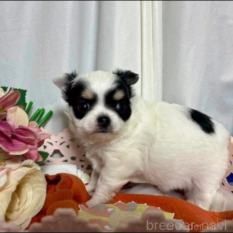 販売中の三重県のチワワ(ロングコート)-449748の5枚目