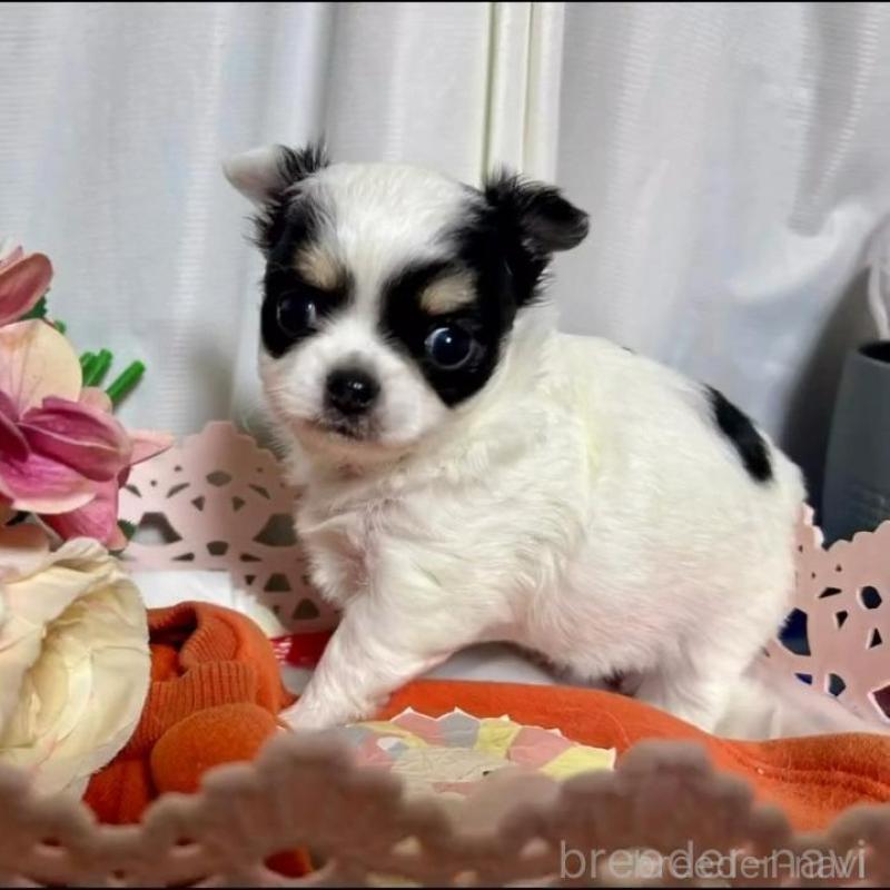 販売中の三重県のチワワ(ロングコート)-449748の4枚目