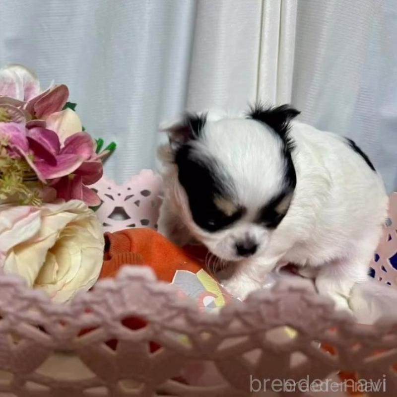 販売中の三重県のチワワ(ロングコート)-449748の3枚目