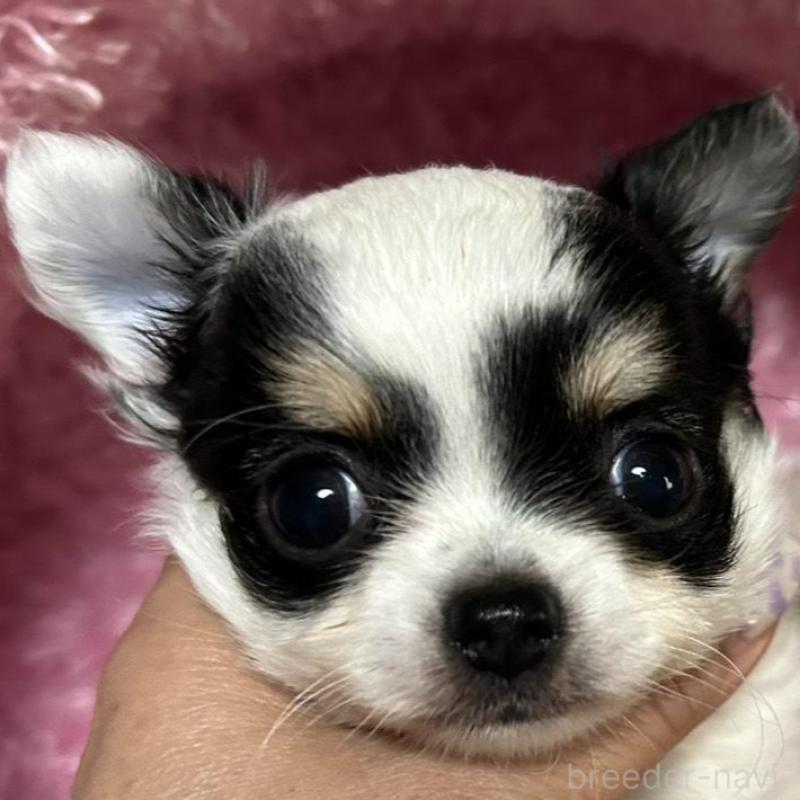 販売中の三重県のチワワ(ロングコート)-449748の1枚目